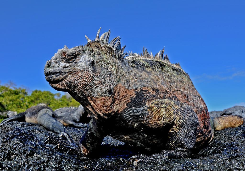 Bed and Breakfast Galapagos Eco Friendly Пуэрто-Бакерисо-Морено Экстерьер фото